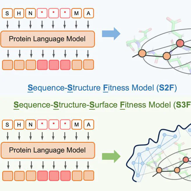 Multi-Scale Representation Learning for Protein Fitness Prediction